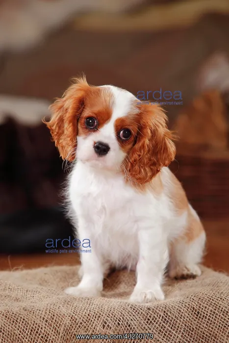 : Cavalier King Charles Spaniel, puppy, Blenheim white-brown : Cavalier King Charles Spaniel, puppy, Blenheim white-brown