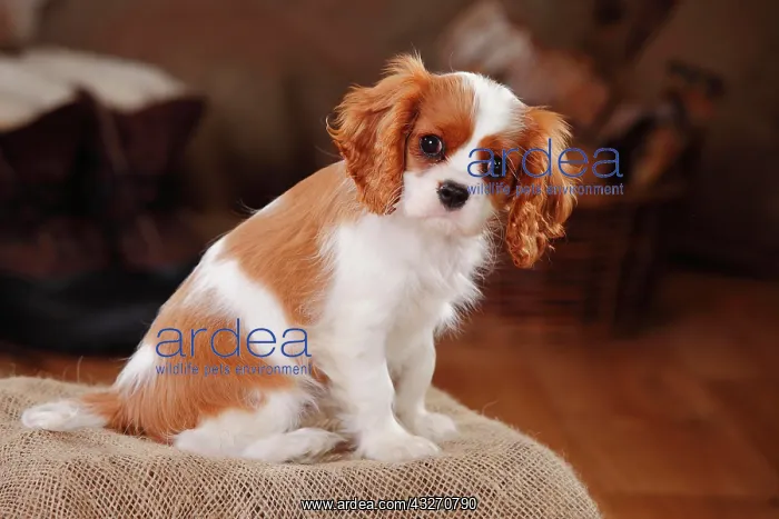 : Cavalier King Charles Spaniel, puppy, Blenheim white-brown : Cavalier King Charles Spaniel, puppy, Blenheim white-brown