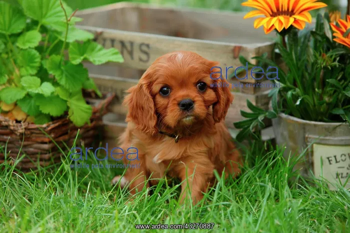 : Cavalier King Charles Spaniel, puppy, ruby, 6 weeks : Cavalier King Charles Spaniel, puppy, ruby, 6 weeks