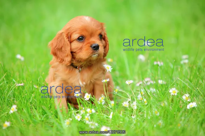 : Cavalier King Charles Spaniel, puppy, ruby, 6 weeks : Cavalier King Charles Spaniel, puppy, ruby, 6 weeks