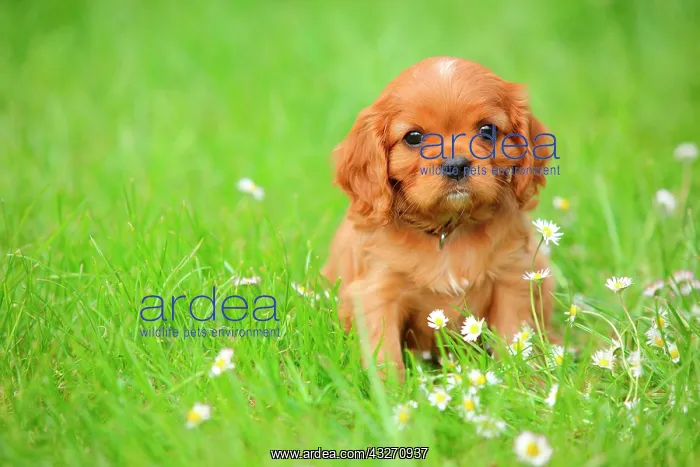 : Cavalier King Charles Spaniel, puppy, ruby, 6 weeks : Cavalier King Charles Spaniel, puppy, ruby, 6 weeks