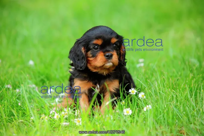 : Cavalier King Charles Spaniel, puppy, black-and-tan : Cavalier King Charles Spaniel, puppy, black-and-tan