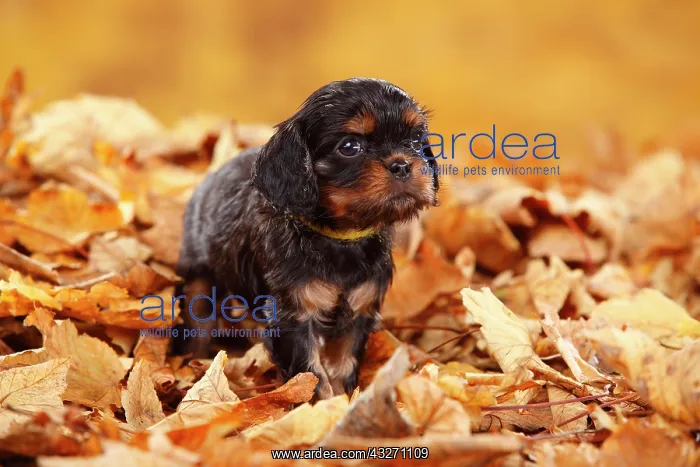 : Cavalier King Charles Spaniel, puppy, black-and-tan : Cavalier King Charles Spaniel, puppy, black-and-tan