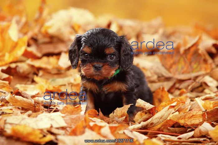 : Cavalier King Charles Spaniel, puppy, black-and-tan : Cavalier King Charles Spaniel, puppy, black-and-tan