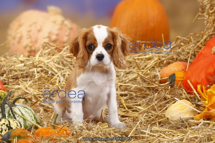 : Cavalier King Charles Spaniel, puppy, Blenheim, 3 months : Cavalier King Charles Spaniel, puppy, Blenheim, 3 months