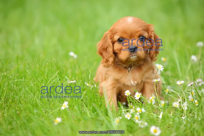 : Cavalier King Charles Spaniel, puppy, ruby red, 6 weeks : Cavalier King Charles Spaniel, puppy, ruby red, 6 weeks