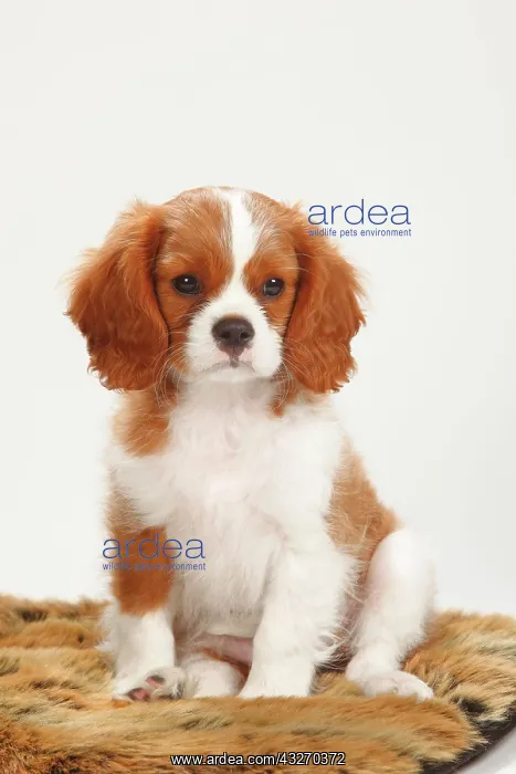 : Cavalier King Charles Spaniel, puppy, Blenheim : Cavalier King Charles Spaniel, puppy, Blenheim