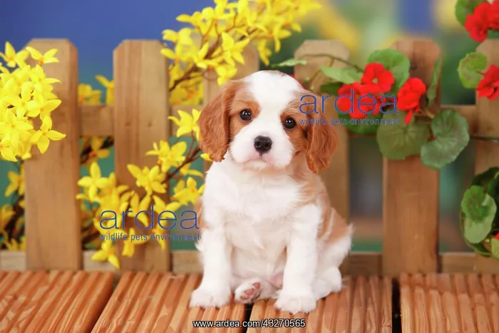 : Cavalier King Charles Spaniel, puppy, Blenheim : Cavalier King Charles Spaniel, puppy, Blenheim