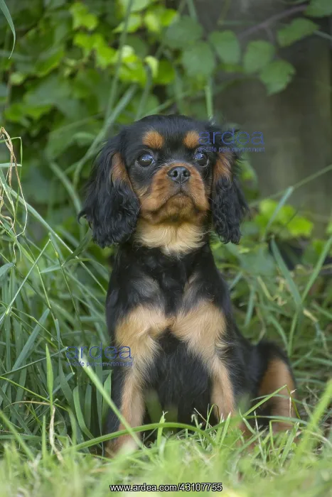  : Cavalier King Charles Spaniel puppy outdoors