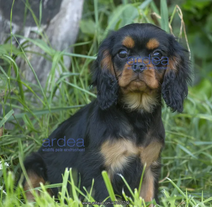  : Cavalier King Charles Spaniel puppy outdoors
