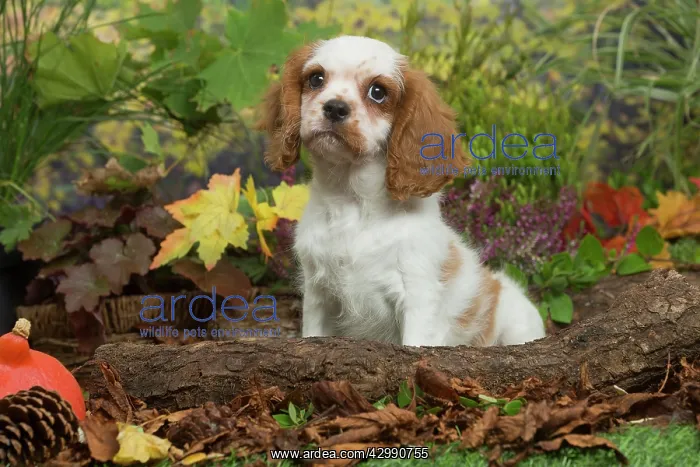 : Cavalier King Charles Spaniel puppy outdoors in Autumn : Cavalier King Charles Spaniel puppy outdoors in Autumn