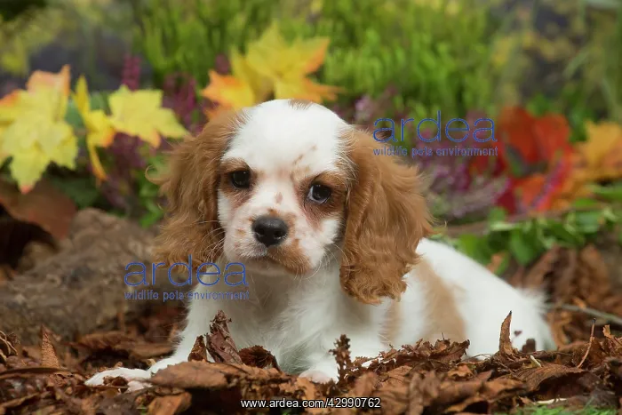 : Cavalier King Charles Spaniel puppy outdoors in Autumn : Cavalier King Charles Spaniel puppy outdoors in Autumn