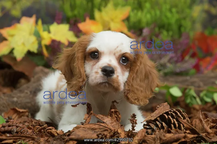 : Cavalier King Charles Spaniel puppy outdoors in Autumn : Cavalier King Charles Spaniel puppy outdoors in Autumn