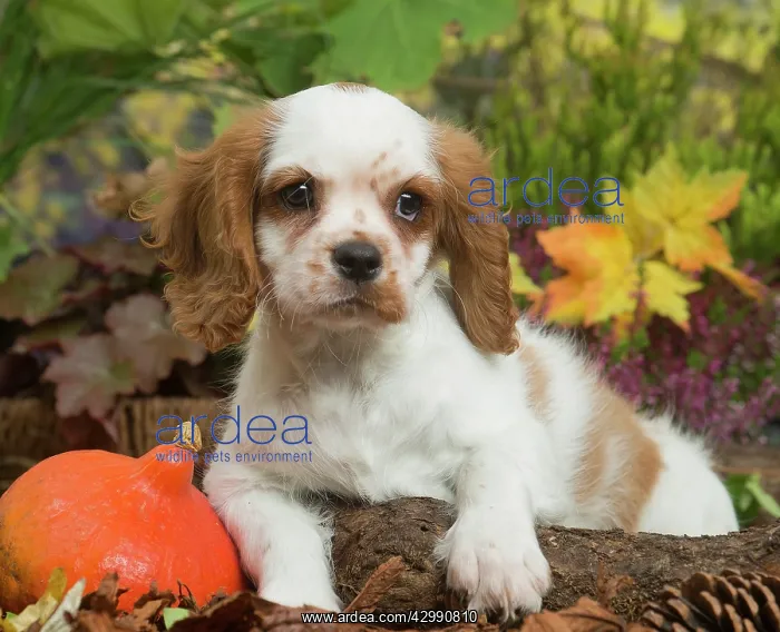 : Cavalier King Charles Spaniel puppy outdoors in Autumn : Cavalier King Charles Spaniel puppy outdoors in Autumn