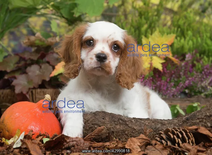 : Cavalier King Charles Spaniel puppy outdoors in Autumn : Cavalier King Charles Spaniel puppy outdoors in Autumn