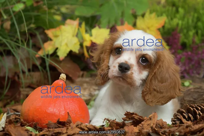 : Cavalier King Charles Spaniel puppy outdoors in Autumn : Cavalier King Charles Spaniel puppy outdoors in Autumn