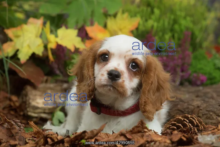 : Cavalier King Charles Spaniel puppy outdoors in Autumn : Cavalier King Charles Spaniel puppy outdoors in Autumn