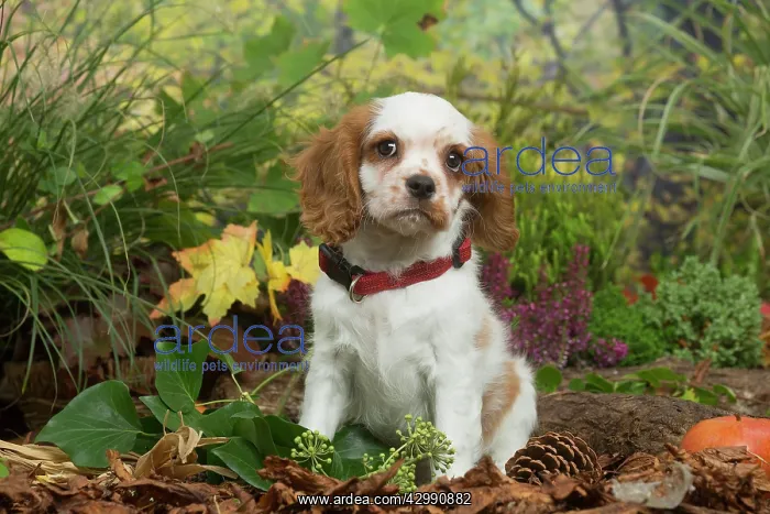 : Cavalier King Charles Spaniel puppy outdoors in Autumn : Cavalier King Charles Spaniel puppy outdoors in Autumn
