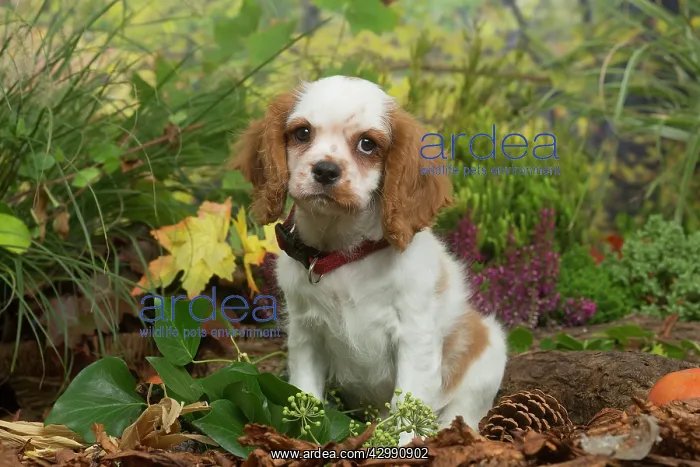 : Cavalier King Charles Spaniel puppy outdoors in Autumn : Cavalier King Charles Spaniel puppy outdoors in Autumn