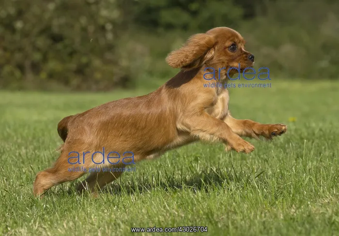 : Cavalier King Charles Spaniel puppy outdoors Cavalier : Cavalier King Charles Spaniel puppy outdoors Cavalier