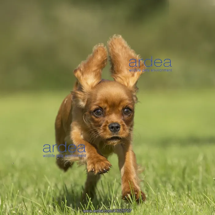 : Cavalier King Charles Spaniel puppy outdoors Cavalier : Cavalier King Charles Spaniel puppy outdoors Cavalier