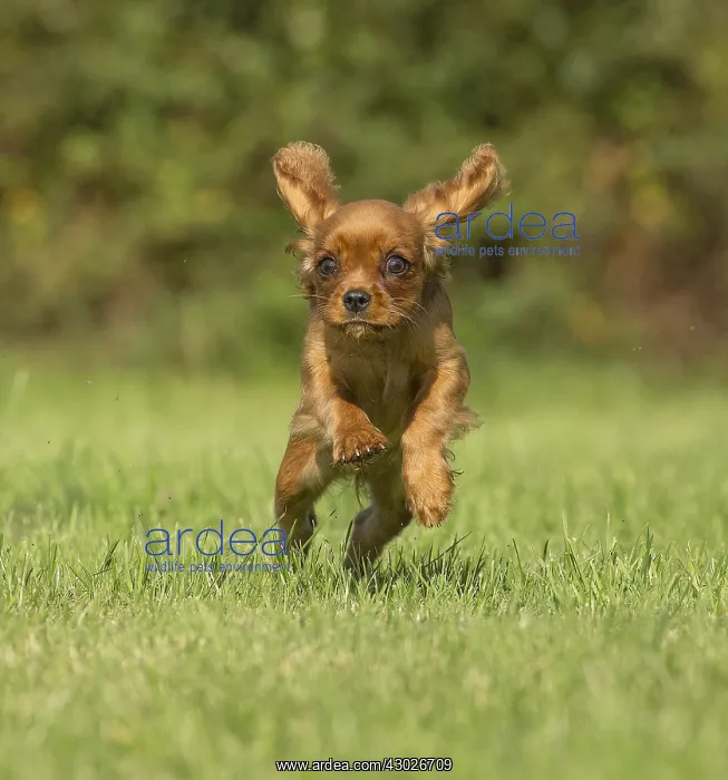 : Cavalier King Charles Spaniel puppy outdoors Cavalier : Cavalier King Charles Spaniel puppy outdoors Cavalier