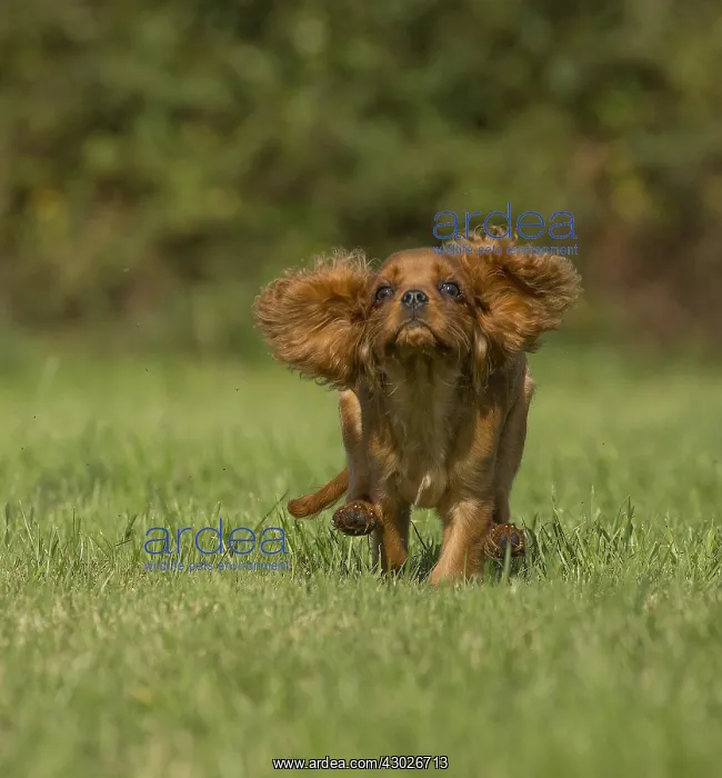 : Cavalier King Charles Spaniel puppy outdoors Cavalier : Cavalier King Charles Spaniel puppy outdoors Cavalier