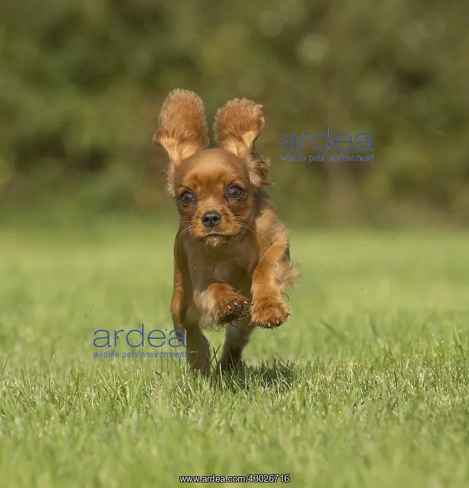 : Cavalier King Charles Spaniel puppy outdoors Cavalier : Cavalier King Charles Spaniel puppy outdoors Cavalier