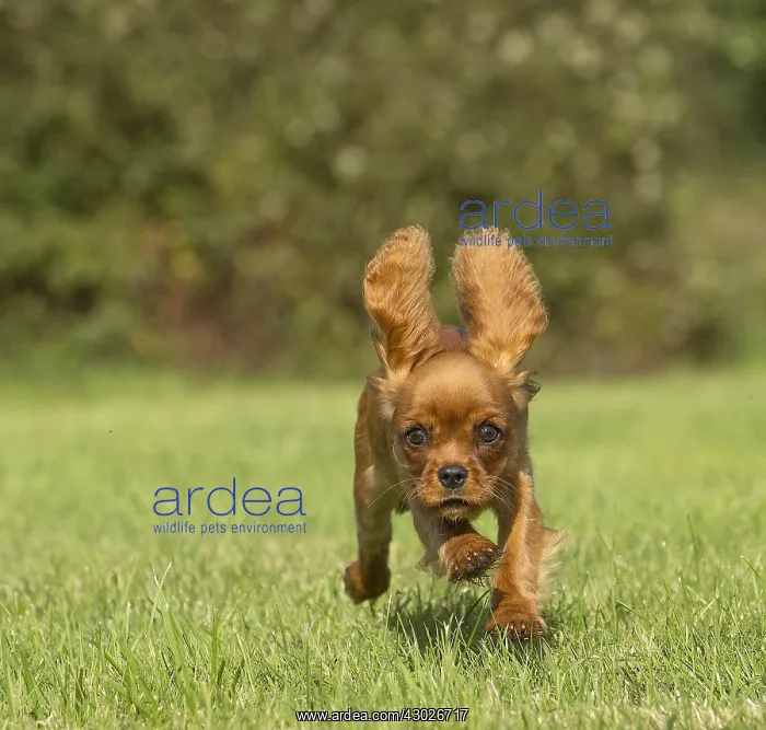 : Cavalier King Charles Spaniel puppy outdoors Cavalier : Cavalier King Charles Spaniel puppy outdoors Cavalier