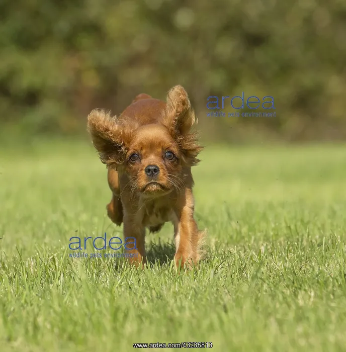 : Cavalier King Charles Spaniel puppy outdoors Cavalier : Cavalier King Charles Spaniel puppy outdoors Cavalier