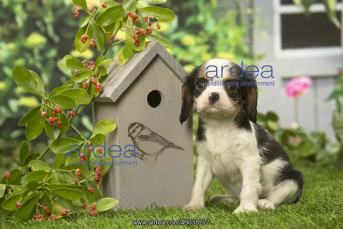 : Cavalier King Charles Spaniel puppy outdoors in the garden : Cavalier King Charles Spaniel puppy outdoors in the garden