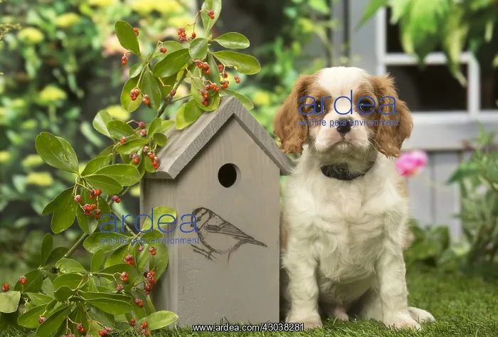 : Cavalier King Charles Spaniel puppy outdoors in the garden : Cavalier King Charles Spaniel puppy outdoors in the garden
