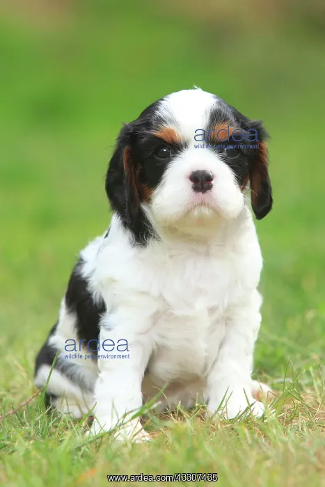 : Cavalier King Charles Spaniel, puppy sitting in : Cavalier King Charles Spaniel, puppy sitting in