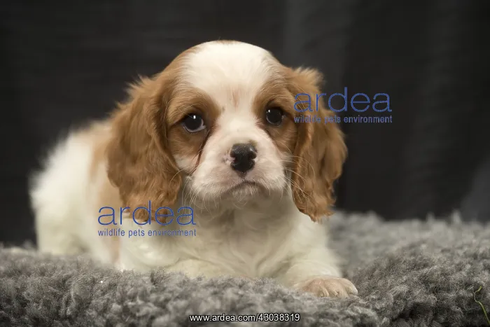  : Cavalier King Charles Spaniel puppy in the studio