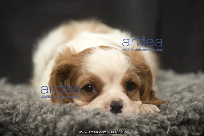  : Cavalier King Charles Spaniel puppy in the studio