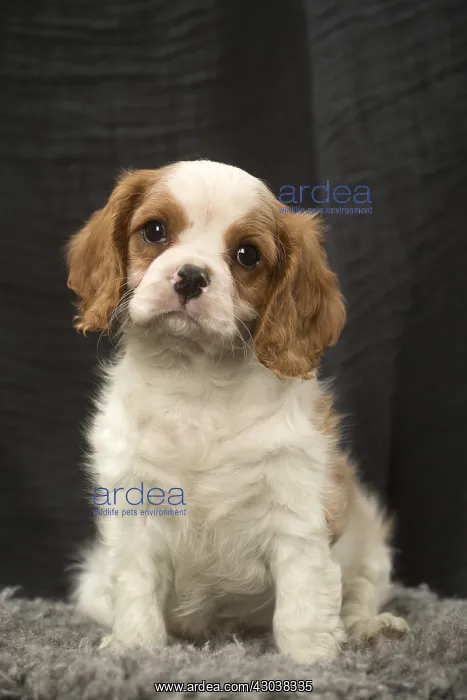  : Cavalier King Charles Spaniel puppy in the studio