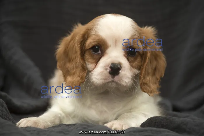  : Cavalier King Charles Spaniel puppy in the studio