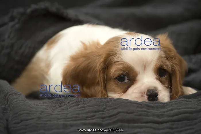  : Cavalier King Charles Spaniel puppy in the studio