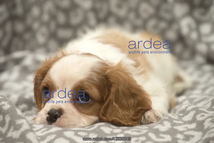  : Cavalier King Charles Spaniel puppy in the studio