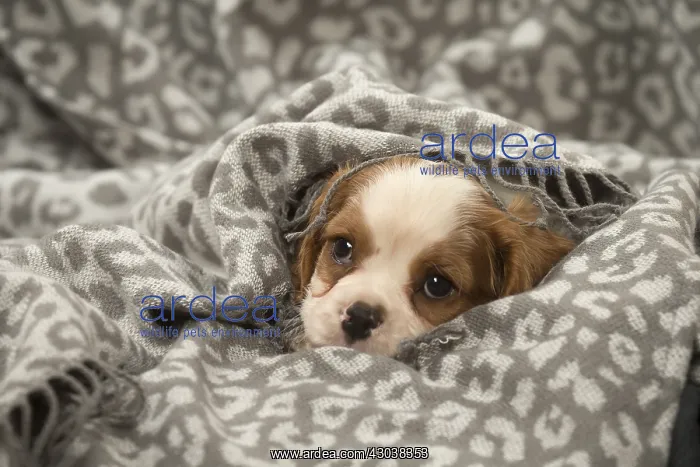: Cavalier King Charles Spaniel puppy in the studio : Cavalier King Charles Spaniel puppy in the studio