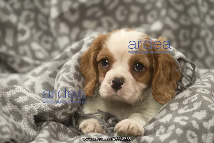  : Cavalier King Charles Spaniel puppy in the studio