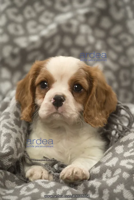  : Cavalier King Charles Spaniel puppy in the studio
