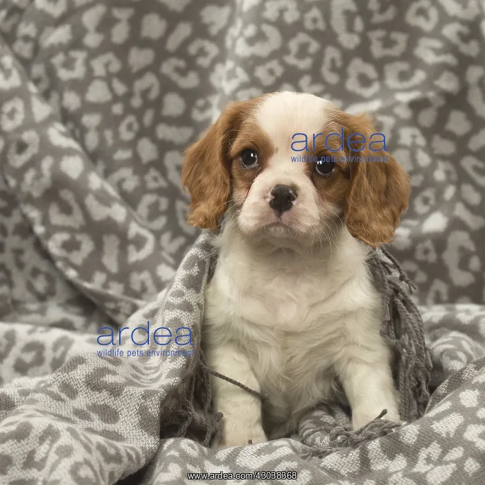  : Cavalier King Charles Spaniel puppy in the studio