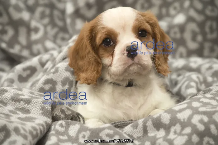  : Cavalier King Charles Spaniel puppy in the studio