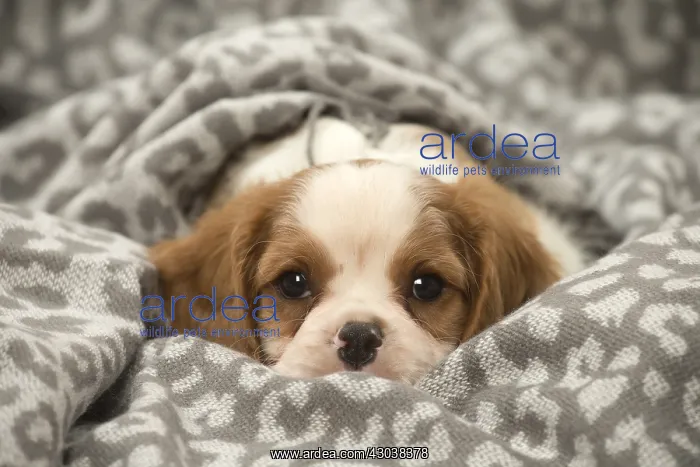 : Cavalier King Charles Spaniel puppy in the studio : Cavalier King Charles Spaniel puppy in the studio