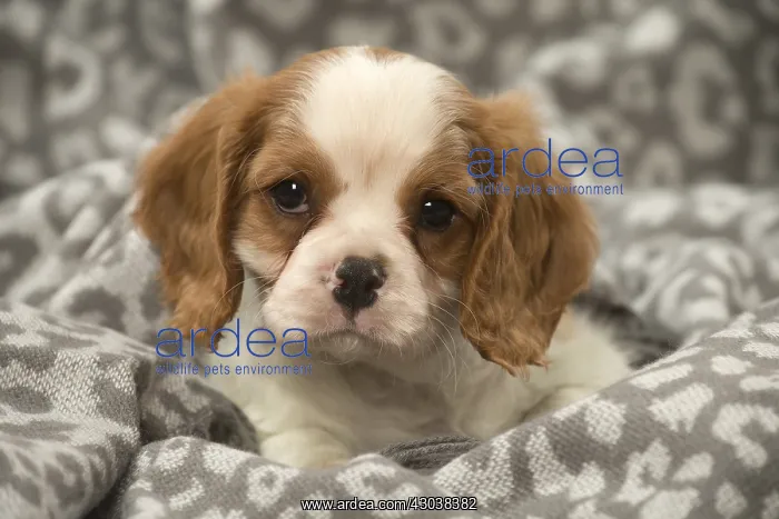 : Cavalier King Charles Spaniel puppy in the studio