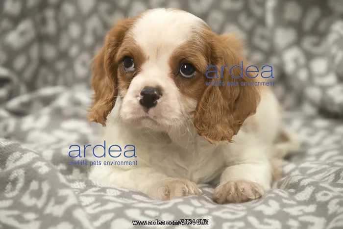  : Cavalier King Charles Spaniel puppy in the studio