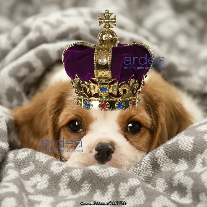 : Cavalier King Charles Spaniel puppy in the studio : Cavalier King Charles Spaniel puppy in the studio