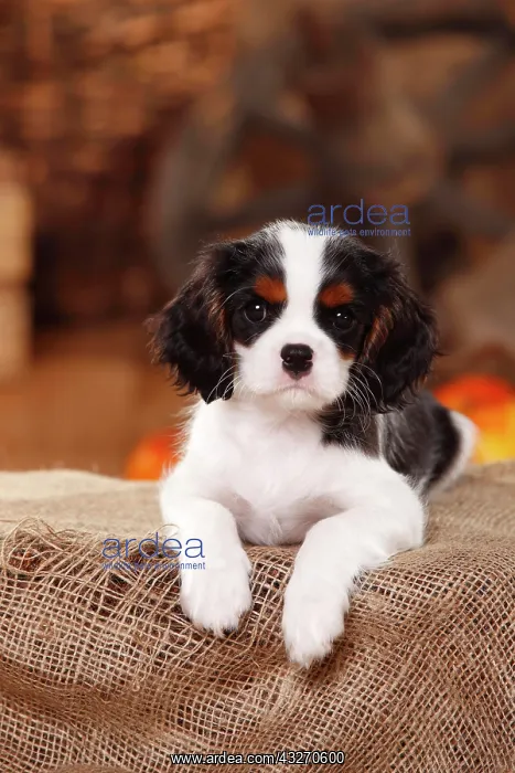 : Cavalier King Charles Spaniel, puppy, tricolour : Cavalier King Charles Spaniel, puppy, tricolour