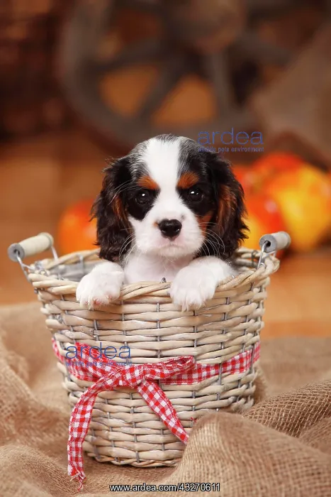 : Cavalier King Charles Spaniel, puppy, tricolour : Cavalier King Charles Spaniel, puppy, tricolour